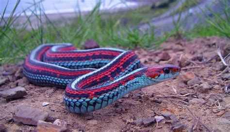Sex Obsession Shortens The Lifespan Of Male Garter Snakes Science Times