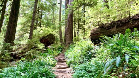 Hiking Carbon River Trail To Ranger Falls In Mount Rainier National