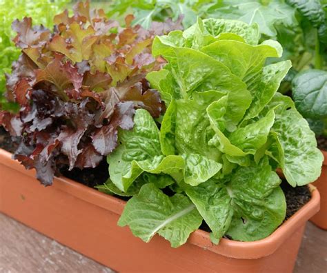 It's pronounced 'romaine', like the lettuce. Growing Lettuce In Containers | How To Grow Lettuce In ...