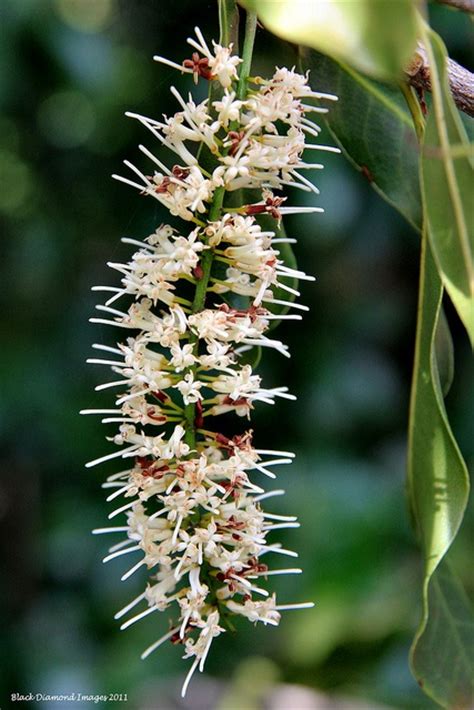 11 Best Macadamia Tree Images On Pinterest Fruit Trees