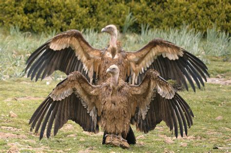 Get To Know Europes Vultures Key Facts And Conservation Vulture