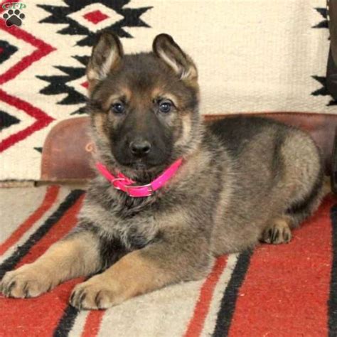 Fawn German Shepherd Puppy For Sale In Pennsylvania