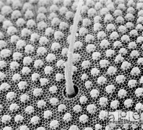 human hair electron microscope gloria joy victor 1 electron microscope photos of human egg