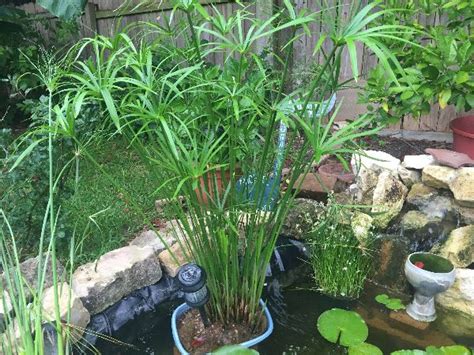 15 Best Water Plants For Indoors And Backyard Ponds