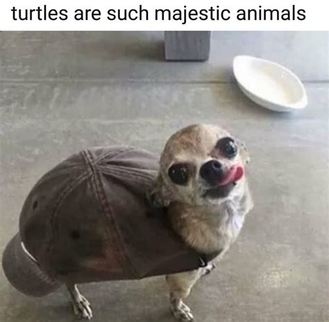 Dank Meme University Dog Memes Funny Dog Memes Funny Animal Memes
