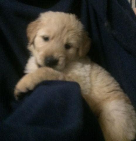 Browse golden retriever puppies and dogs in nearby cities. AKC Golden Retriever Puppies Champion Bloodline for Sale ...