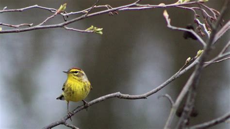 Fall Migratory Bird Walk Scarborough Land Trust