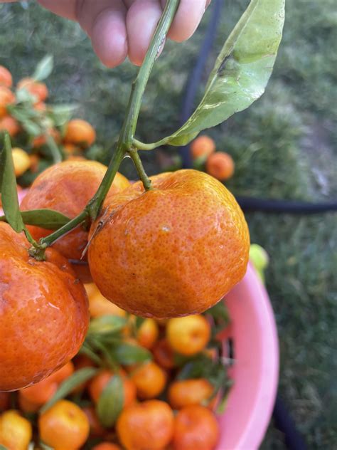 Help To Identify This Citrus Fruit Rcitrus