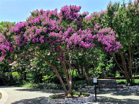 When To Transplant Crepe Myrtle Trees And How To