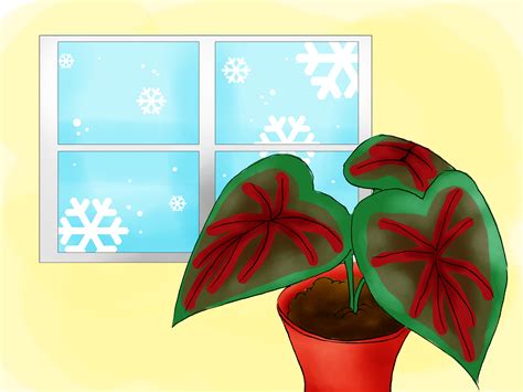 How To Grow Caladiums 8 Steps With Pictures Wikihow