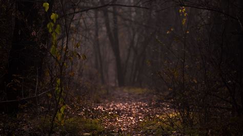Download Wallpaper 1920x1080 Forest Fog Path Autumn Branches