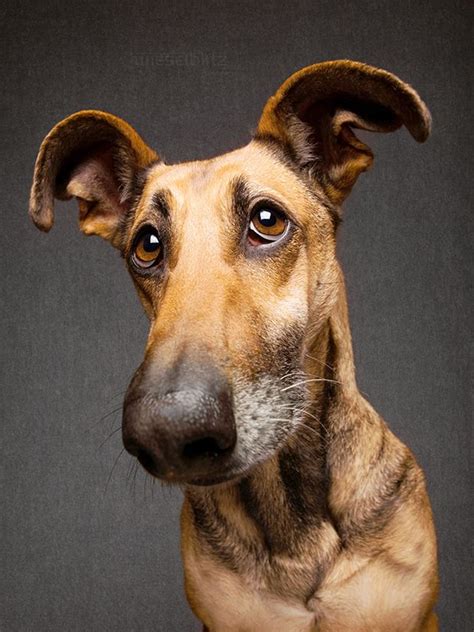 Goofy Goobers On Behance Dogs Cute Animals Dog Portraits