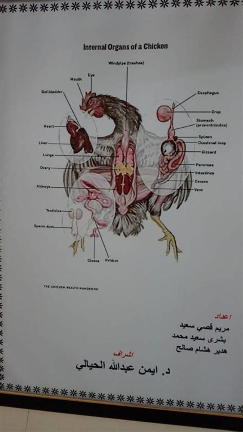 Pdf Internal Organ Of The Chicken