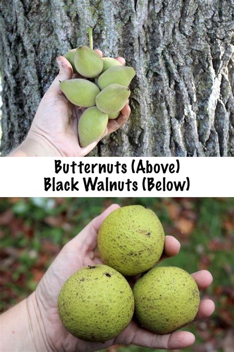 Foraging Butter Nuts Juglans Cinerea Butternut Tree Identification And Processing