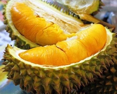 Durian musang king also known as mao shan wang comes with thick & yellow golden flesh, and is creamy, sweet and sometimes bitter in taste. Pokok Durian Musang King - Malaysia Online Plant Nursery