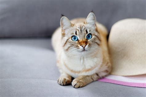 Lynx Point Siamese Cat Breed Overview Care Guide And More
