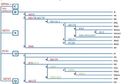 Figure 1 From Analysis Of Y Chromosome Haplogroups In Japanese Population Using Short Amplicons