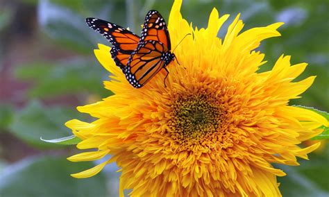 Do Butterflies Like Sunflowers