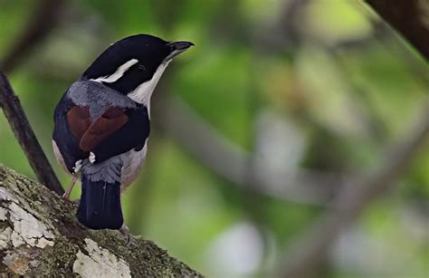 Burung Kecil Bersuara Merdu - Blog Tentang Burung
