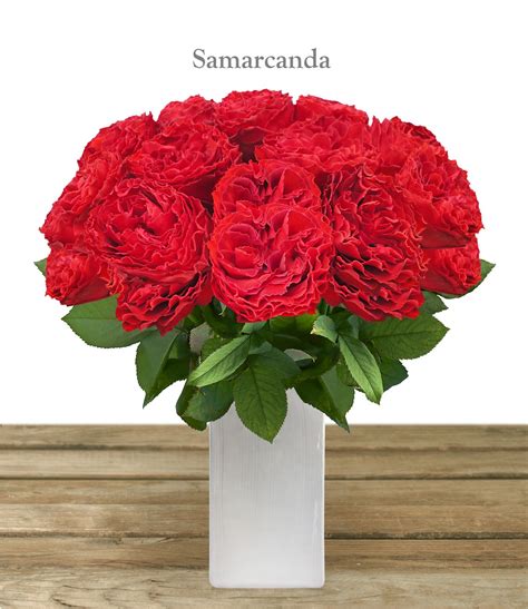 Samarcanda Red Garden Rose With Ruffled Petals And Tons Of Layer And
