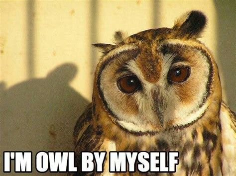 Owl By Myself I