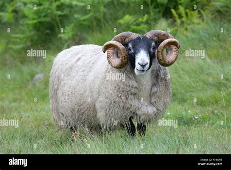 Mature Scottish Blackface Ram Sheep Galloway Scotalnd Stock Photo Alamy