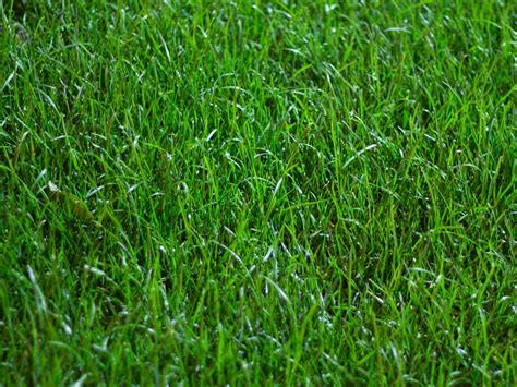 How To Repair A Bare Patch Of Lawn Lawn Grass Seed Types Seeding Lawn