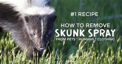 These pesky rodents are less inclined to spray if they don't see you and if they have unobstructed, open. How to Remove Skunk Spray (No, Not With Tomato Juice ...