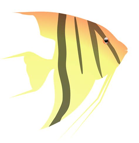Angel Fish Clipart Free Download Transparent Png Creazilla