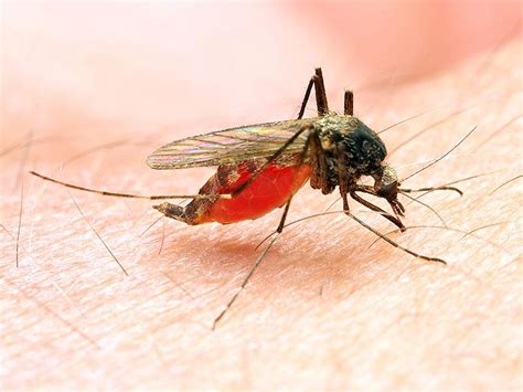 eradicating malaria myths it is no monsoon malady has no vaccine health hindustan times