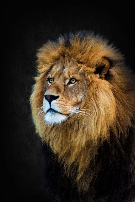 Pin By Johnso Emma On Lions Wild Animals Photography Lion Images