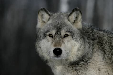 Grey Wolf Canis Lupus Stock Photo By ©mikelane45 34639903