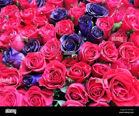 Red And Purple Roses Background Stock Photo Alamy