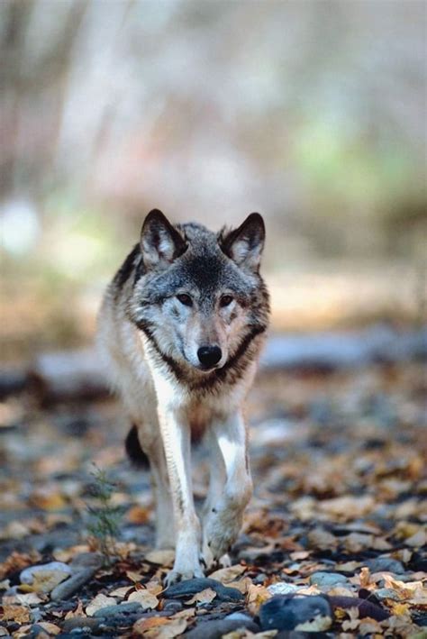 96 Best Ideas For Coloring Grey Wolf Images