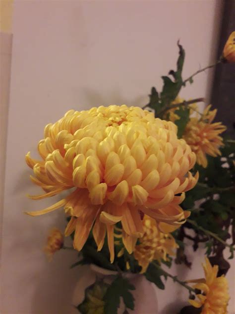 Chrysanthemum × Morifolium Ramat Hemsl Plants Of The World Online