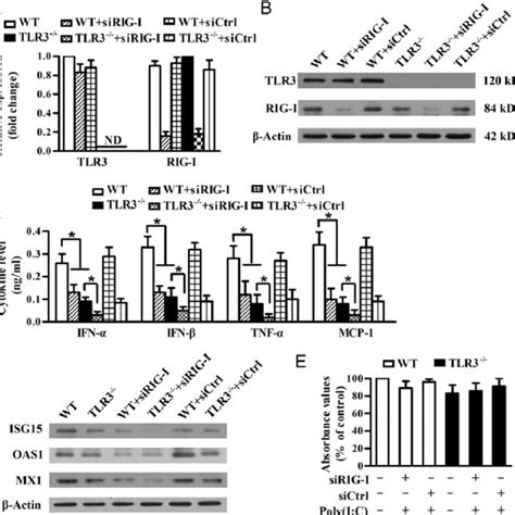Involvement Of Tlr And Rig I In Poly I C Induced Antiviral Responses Download Scientific