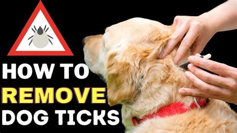 How To Remove A Tick From A Dog Without Tweezers Best Easy And Safe