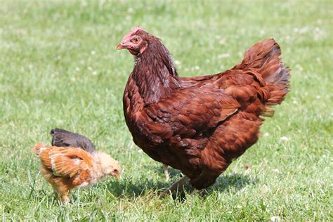 Rhode Island Red For Sale Chickens Breed Information Omlet