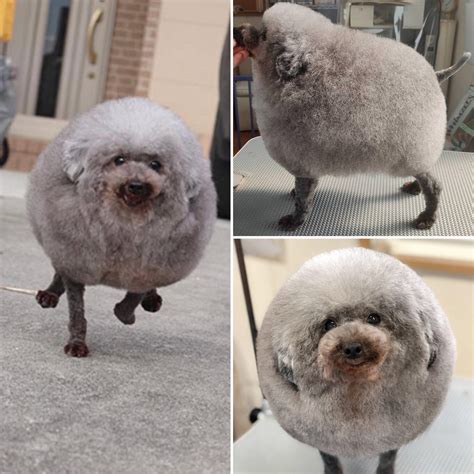 I Accidentally Found This While Looking Up Dog Haircuts Its So