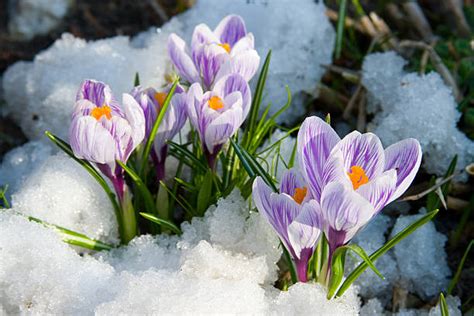 9100 Crocus In Snow Stock Photos Pictures And Royalty Free Images Istock