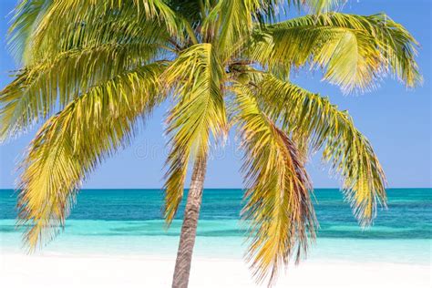 Beach With Palm Trees Stock Image Image Of Coast Island 72586711