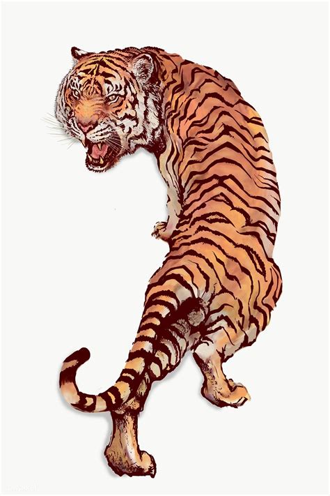 Hand Drawn Roaring Tiger Overlay Premium Image By Rawpixel Com Tiger