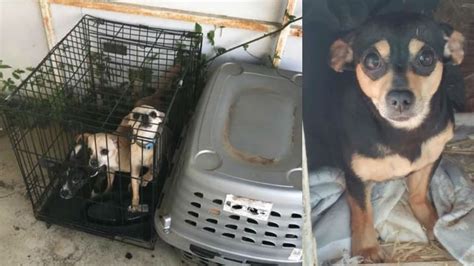 Rescue Looking For Person Who Abandoned 5 Dogs In Crates
