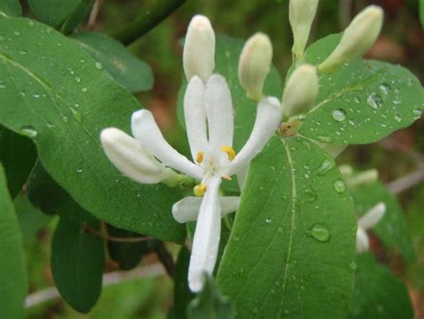 Asian Bush Honeysuckle Should Be Eradicated When Found