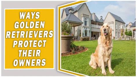 The 5 Best Ways Golden Retrievers Protect Their Owners