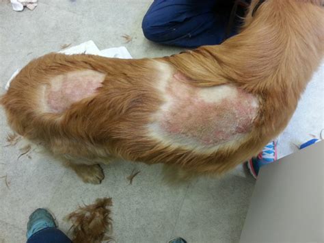 Vet Talks Hot Spots On Dogs Cause Prevention Treatment And Natural