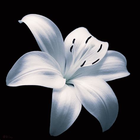 Close up view of white lily flowers. Free Images : black and white, flower, petal, flora, lily ...