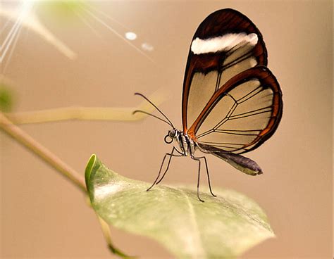 Glasswing Butterfly Nature Nice Butterfly Animal Hd Wallpaper Peakpx