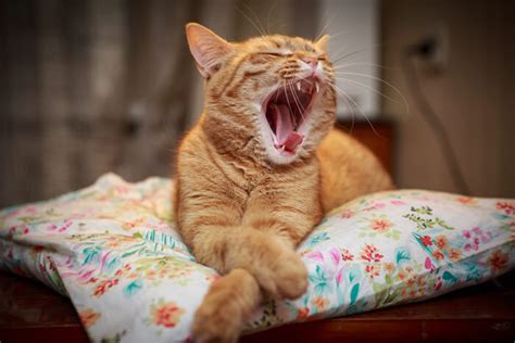 Bad Breath In Cats Causes Symptoms And Treatment All About Cats 2022
