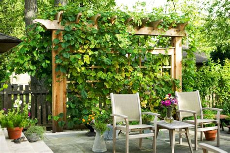 Plants For Walls And Privacy Screens